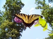 13th Aug 2011 - Butterfly