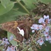Butterfly or Moth? by grammyn