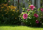 11th Aug 2011 - My perennial hibiscus in full bloom.