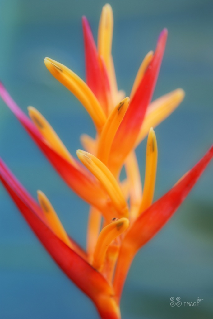 Heliconia by bella_ss