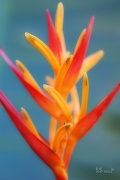 14th Aug 2011 - Heliconia