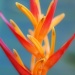 Heliconia by bella_ss