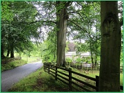 14th Aug 2011 - Green canopy