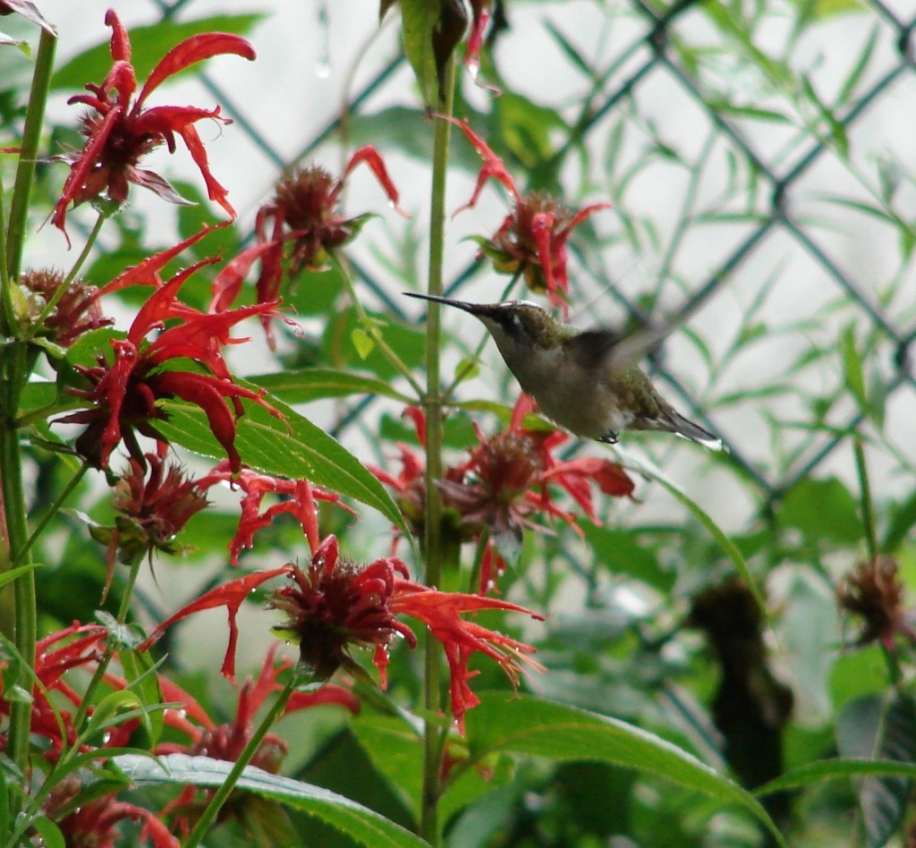 Hummer on the Bee Balm by brillomick