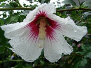 13th Aug 2011 - Rose Of Sharon 