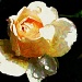 Impressionist Rose by judithdeacon