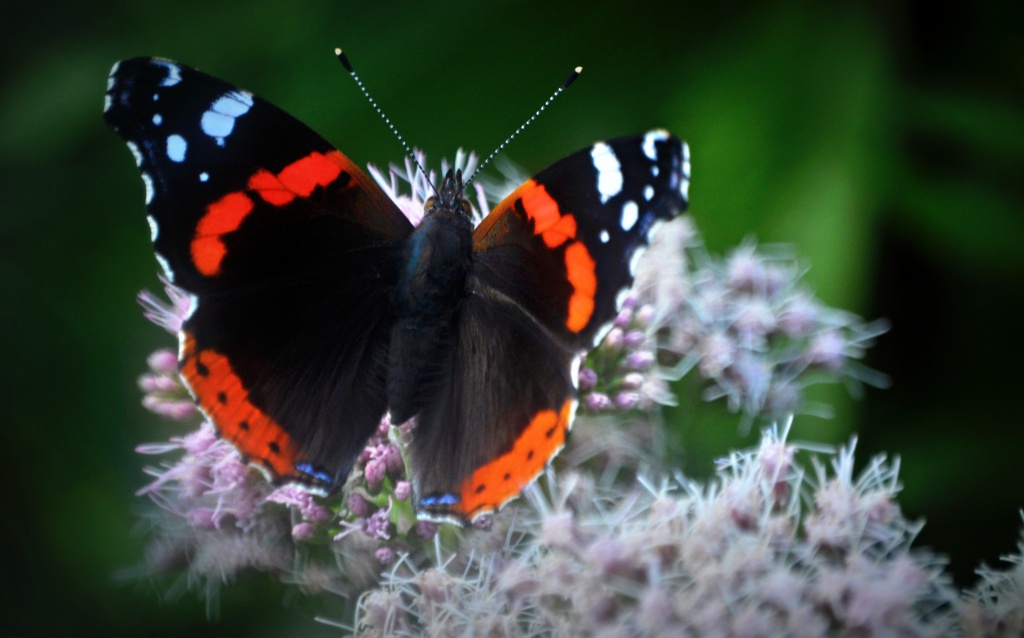 Red Admiral 2 by andycoleborn