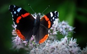 14th Aug 2011 - Red Admiral 2