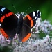 Red Admiral 2 by andycoleborn
