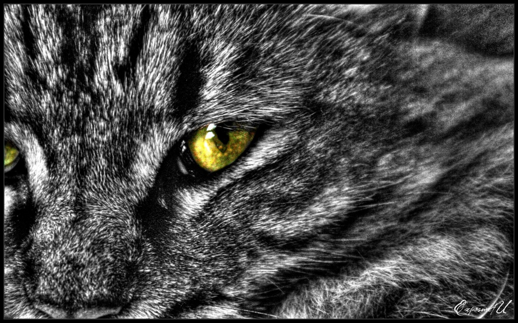 Eye of the Tigress by exposure4u
