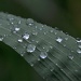 Soft Raindrops by kerosene