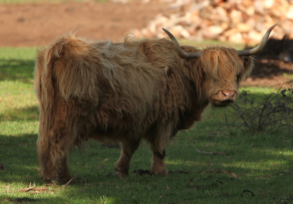 Emo Cow - I love highland cattle by lbmcshutter