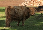 15th Aug 2011 - Emo Cow - I love highland cattle