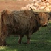 Emo Cow - I love highland cattle by lbmcshutter