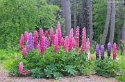 15th Aug 2011 - Streamside Lupines