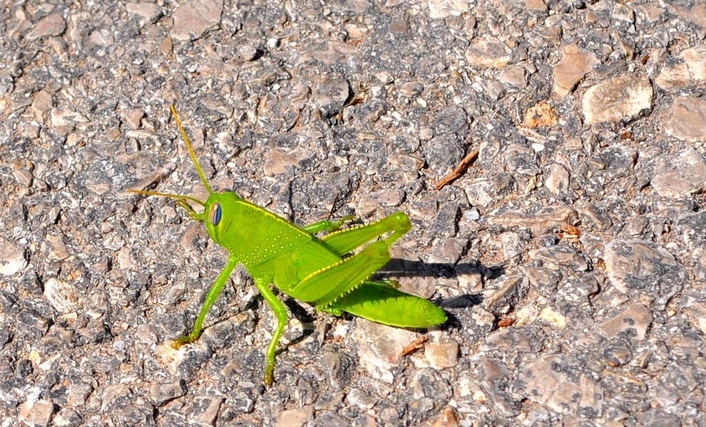 Grasshopper by philbacon