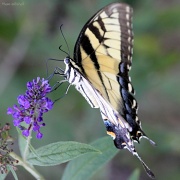 12th Aug 2011 - NOT a Zebra swallowtail…