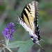 NOT a Zebra swallowtail… by rhoing