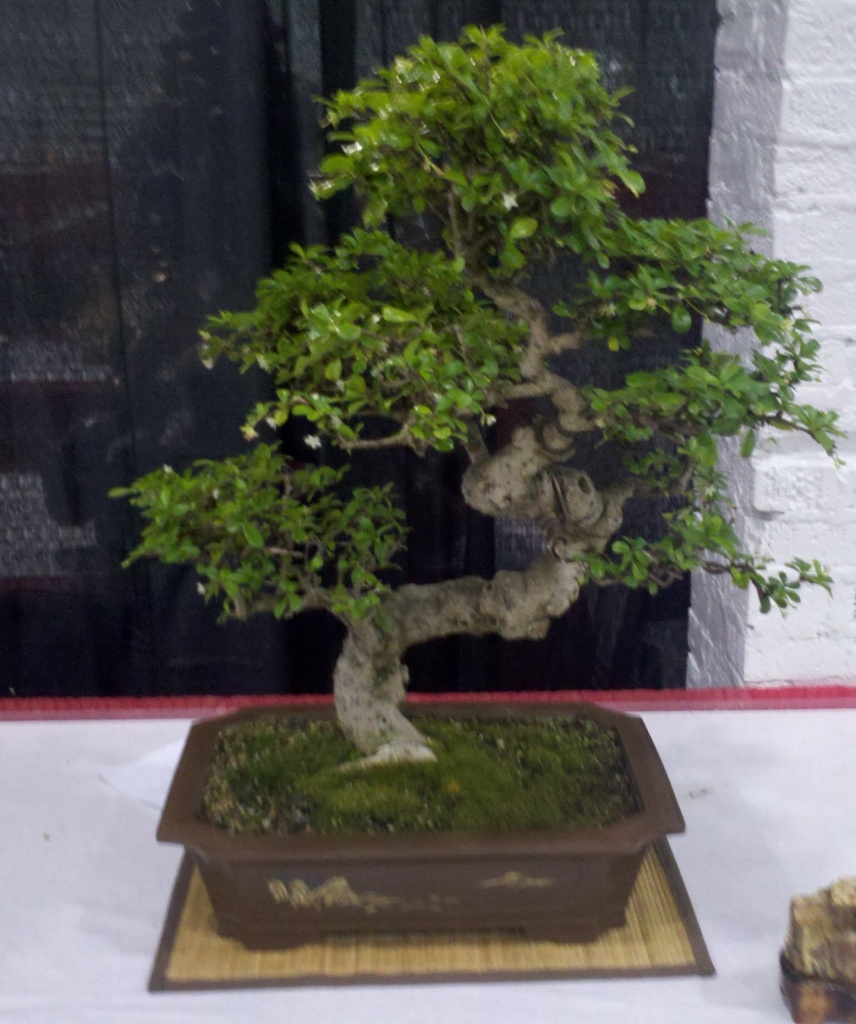 Bonsai Tree #2 by ellesfena