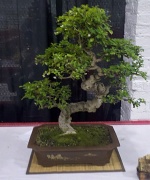 14th Aug 2011 - Bonsai Tree #2