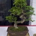 Bonsai Tree #2 by ellesfena