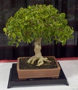 13th Aug 2011 - Bonsai Tree #1