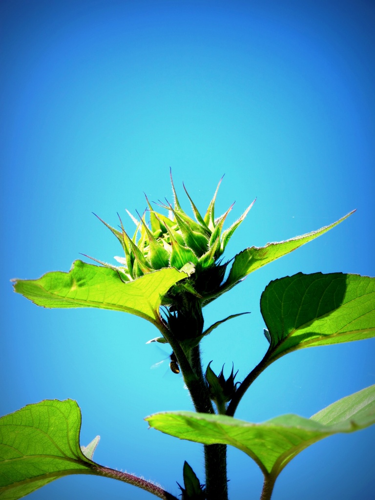 Sunflower by halkia