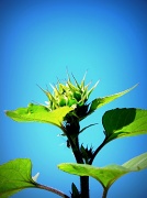 15th Aug 2011 - Sunflower