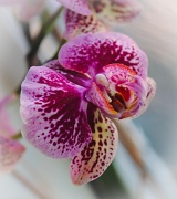 15th Aug 2011 - Orchid