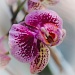 Orchid by manek43509