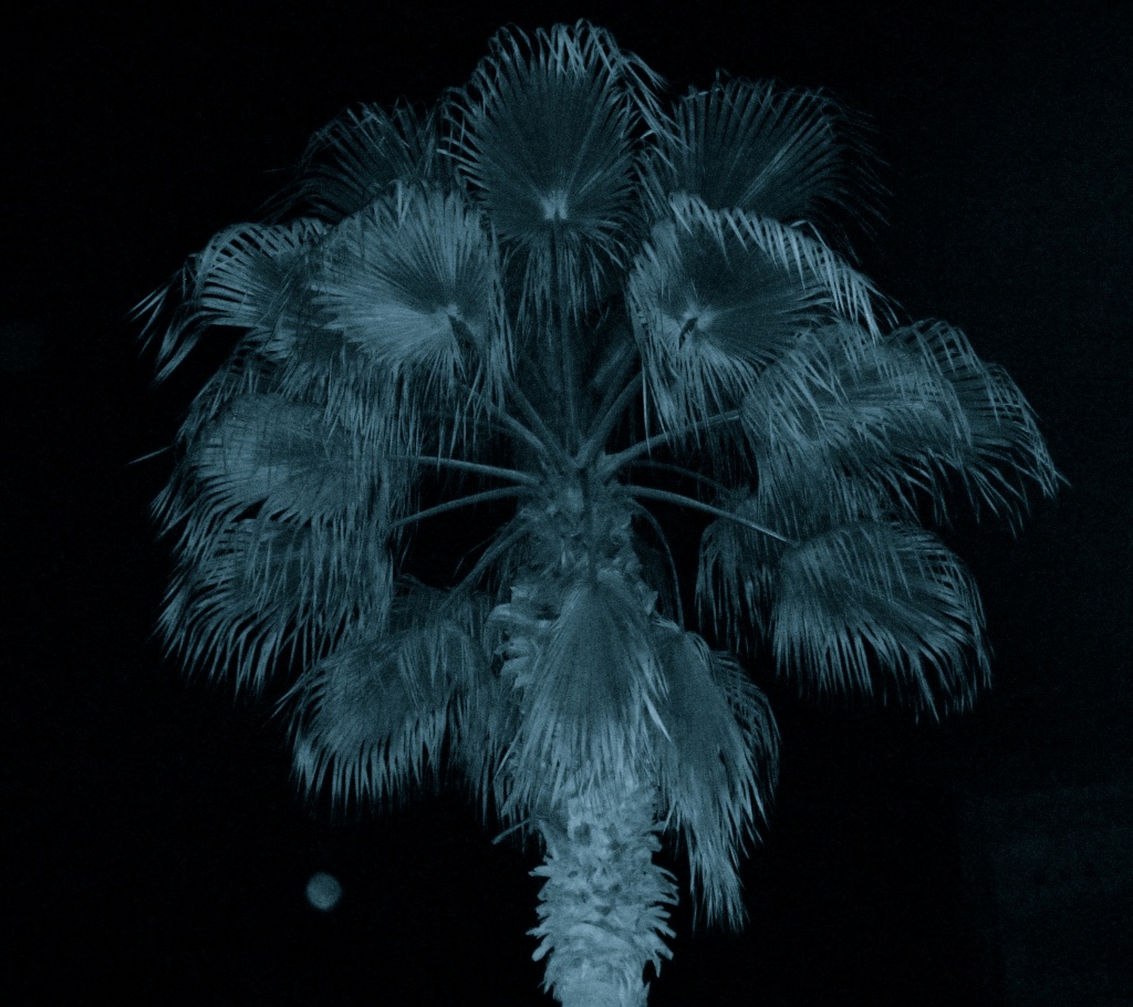 Ghostly Palm by pamelaf