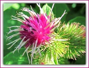 14th Aug 2011 - Unruly Thistle