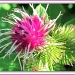 Unruly Thistle by glimpses