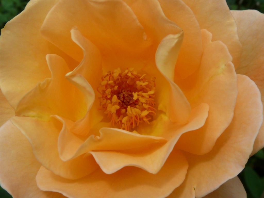 Peach Rose by karendalling