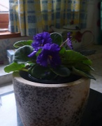 16th Aug 2011 - Mary's violet