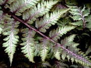 16th Aug 2011 - Japanese Painted Ferns