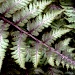 Japanese Painted Ferns by denisedaly