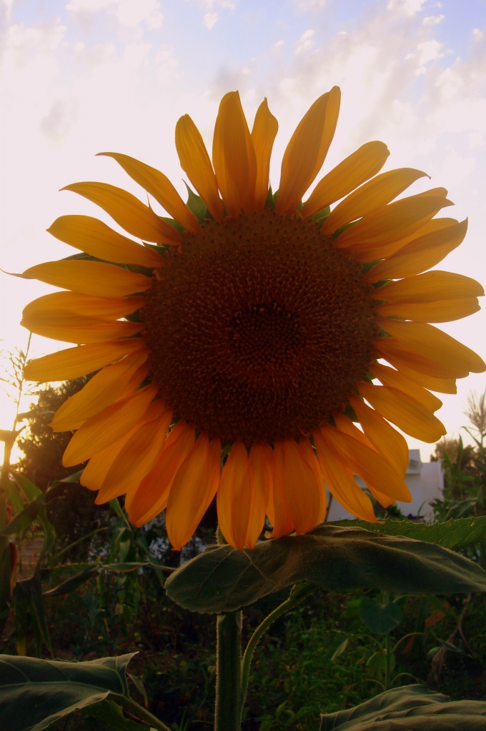 Sunflower by haagjes
