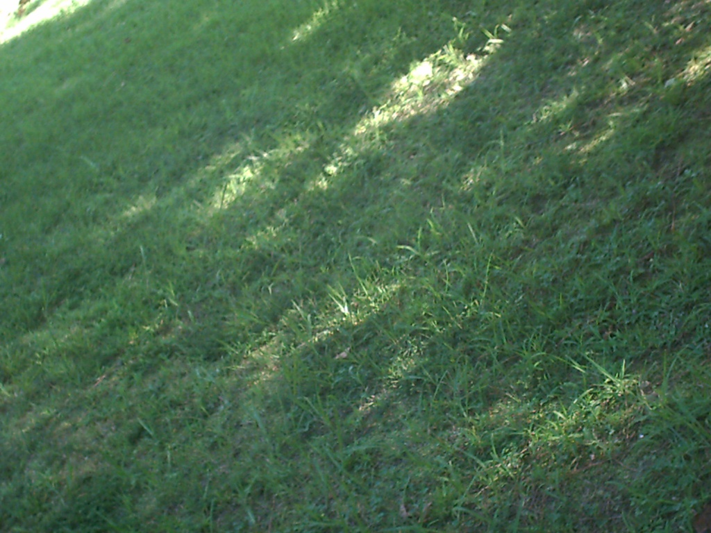 Grass from an Angle 8.16.11 by sfeldphotos