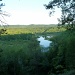 Manistee River Trail, Manistee National Forest Michicagn by grozanc