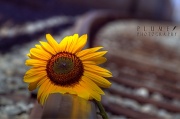 16th Aug 2011 - Floral Suicide 