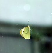 16th Aug 2011 - Just for fun: Butterfly in the veranda