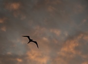 17th Aug 2011 - Whilst the frigatebird made a great silhouette in the sky Bruce Wayne decided Batman had a far better ring to it than Frigatebirdman