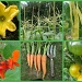 Allotment collage by busylady