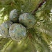 Baby Pine Cones by peggysirk