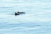 17th Aug 2011 - Dolphins Outside Our Window