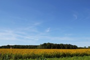 17th Aug 2011 - Field of gold