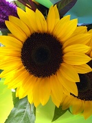 17th Aug 2011 - Sunflower