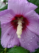 12th Aug 2011 - Rose Of Sharon + visitor