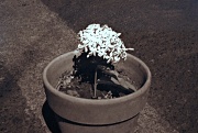25th Apr 2010 - Sun-Tan (SANTAN) flower pot